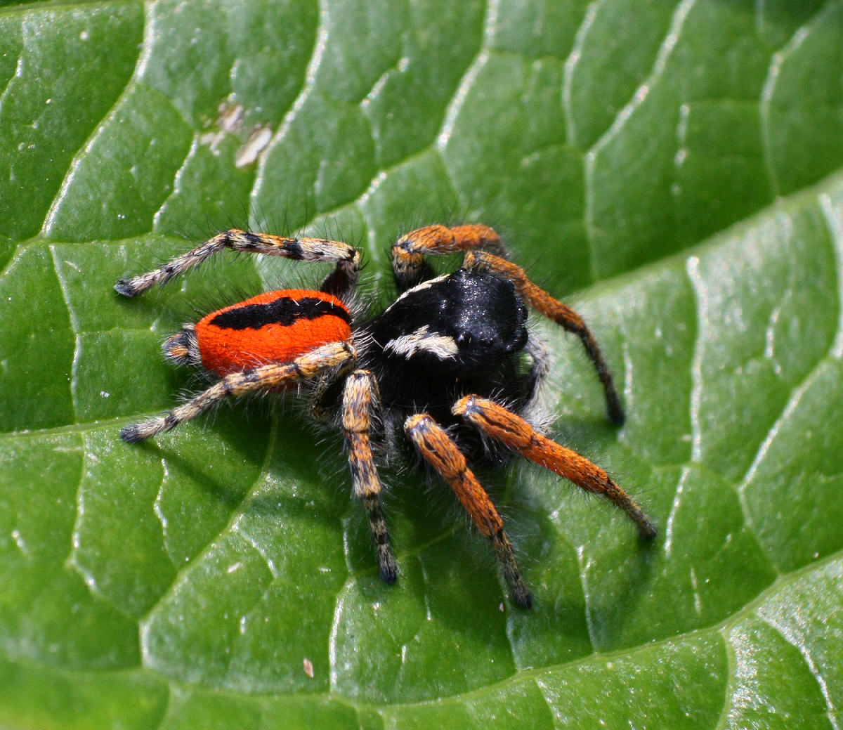 Maschio di Philaeus chrysops - Lesmo (MI)